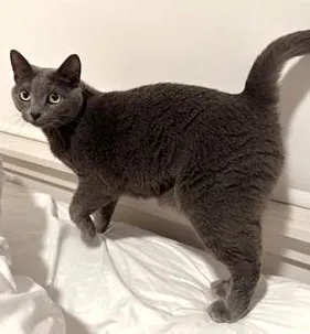 sachikoko's tweet photo. 🙏🏽PLZ SHARE
🌷Sweet, Petite 7YO Gray/Blue Kitty "TESS"🌷
📣Needs A Peaceful, Cat Savvy🏡#FureverHome As Your 1 &amp; Only🐈
▶️4 INFO https://t.co/Hei5Ag88y4
🙏🏽#Adopt #AdoptDontShop #AdoptMe
#SanFrancisco, #CA #BayArea #SpecialNeeds
☑️Adults @givemesheltersf #RehomeHour #US #Cats https://t.co/9qZw27RDug