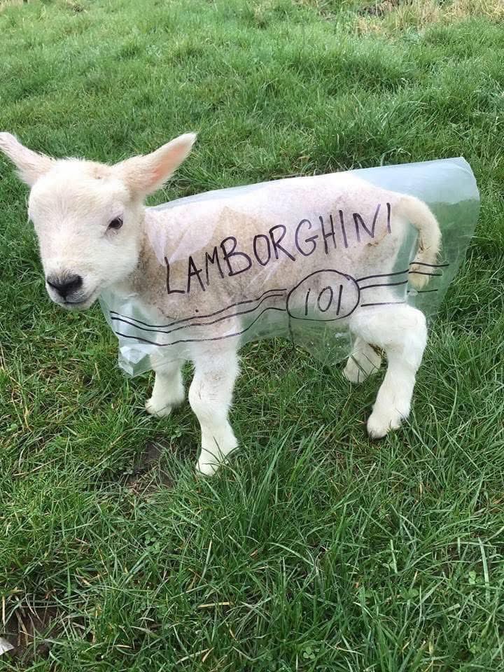 ClarksonsFarm1's tweet photo. Another Lamborghini on the farm…🤣 https://t.co/xXYgrBdmdD