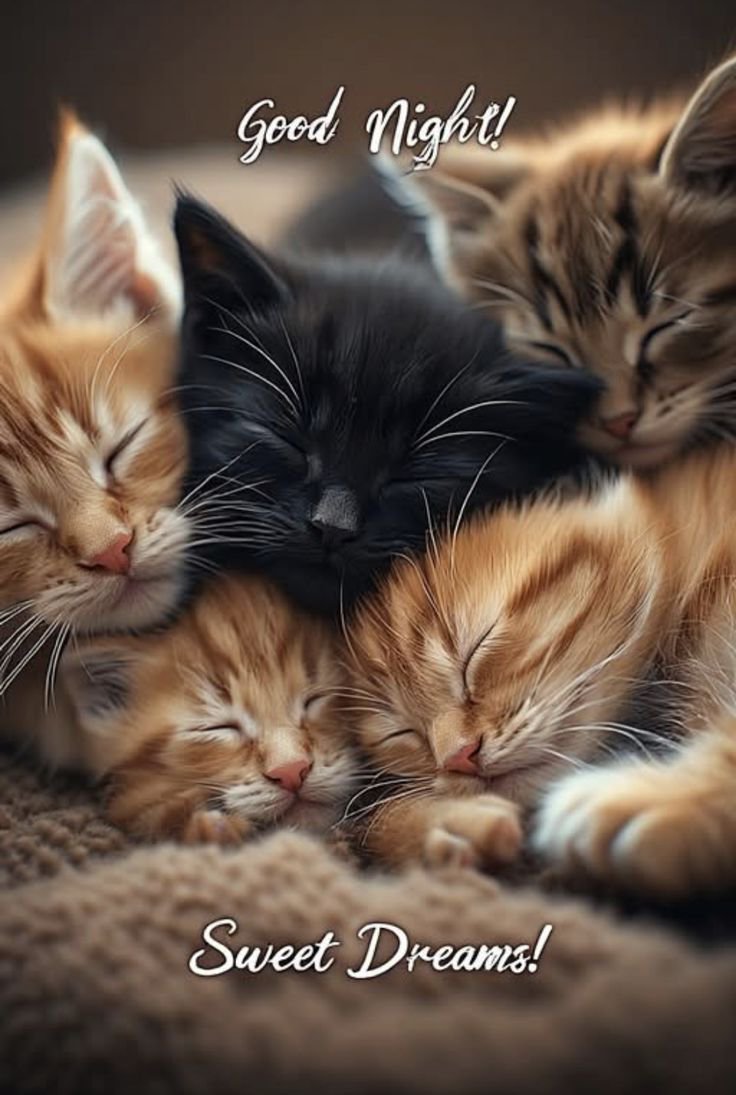 atayzhra's tweet photo. Purr-fect way to end the day. Good night! 🌙" https://t.co/bnVYOcMTlK