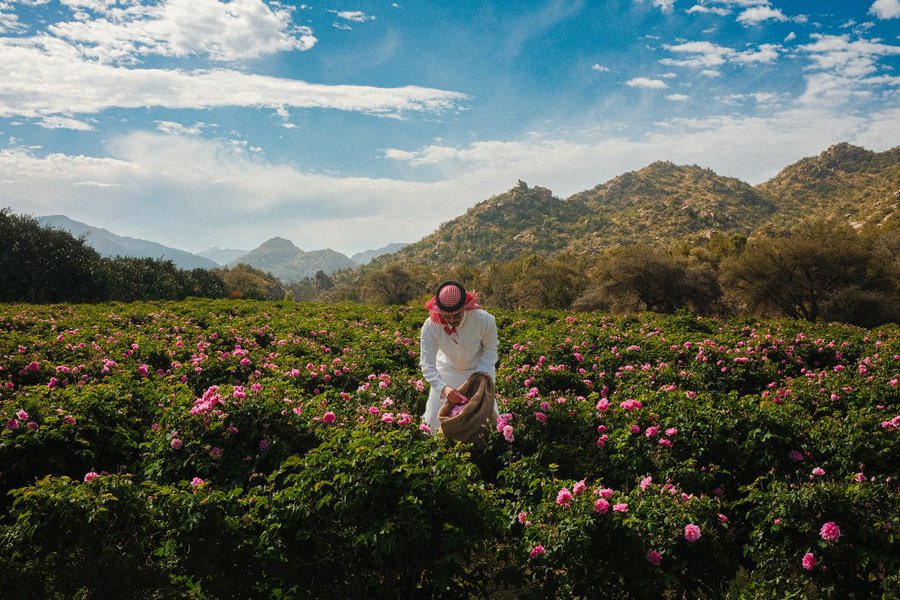 aseelswaid9's tweet photo. Rose harvest in Saudi Arabia https://t.co/nCxEI01Hwi