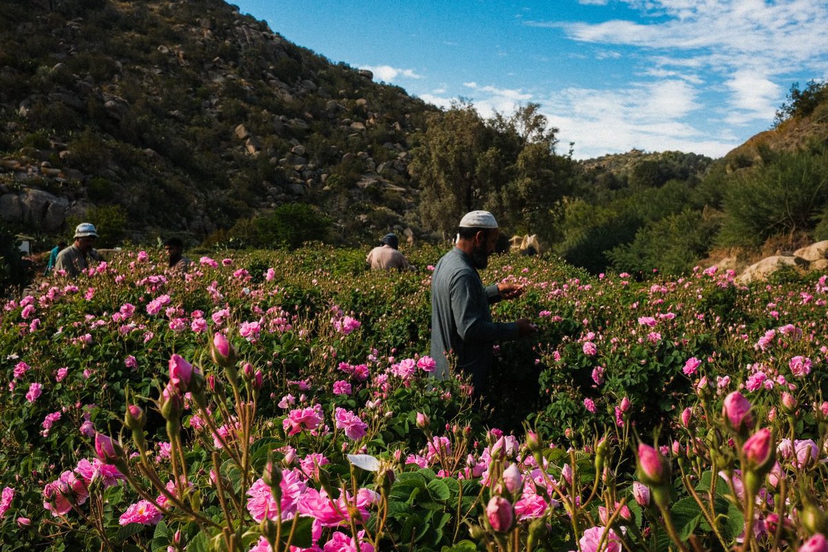 aseelswaid9's tweet photo. Rose harvest in Saudi Arabia https://t.co/nCxEI01Hwi