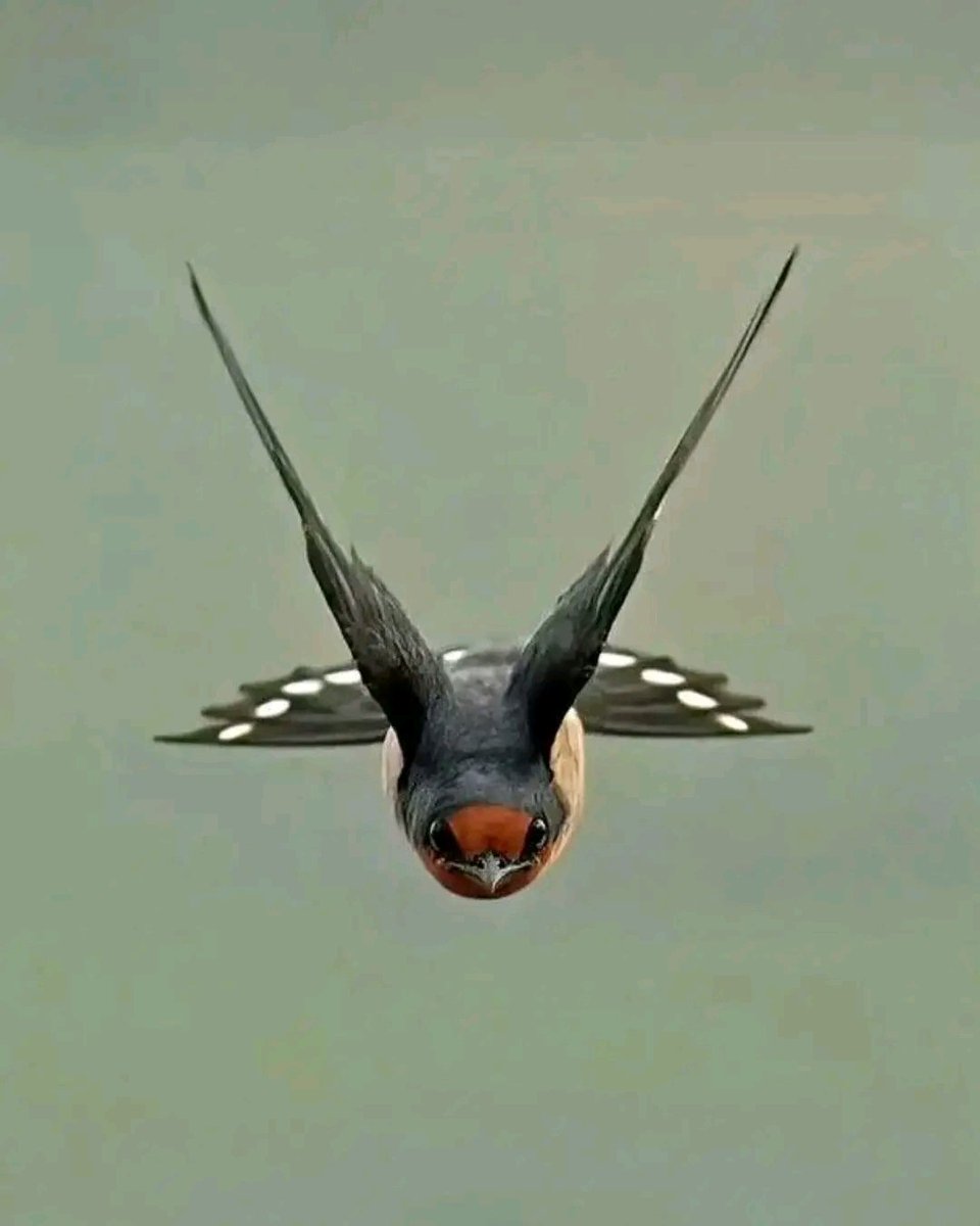 Hana_b30's tweet photo. Pacific Swallow looks like a jet fighter. https://t.co/4mZ4r2QN4K