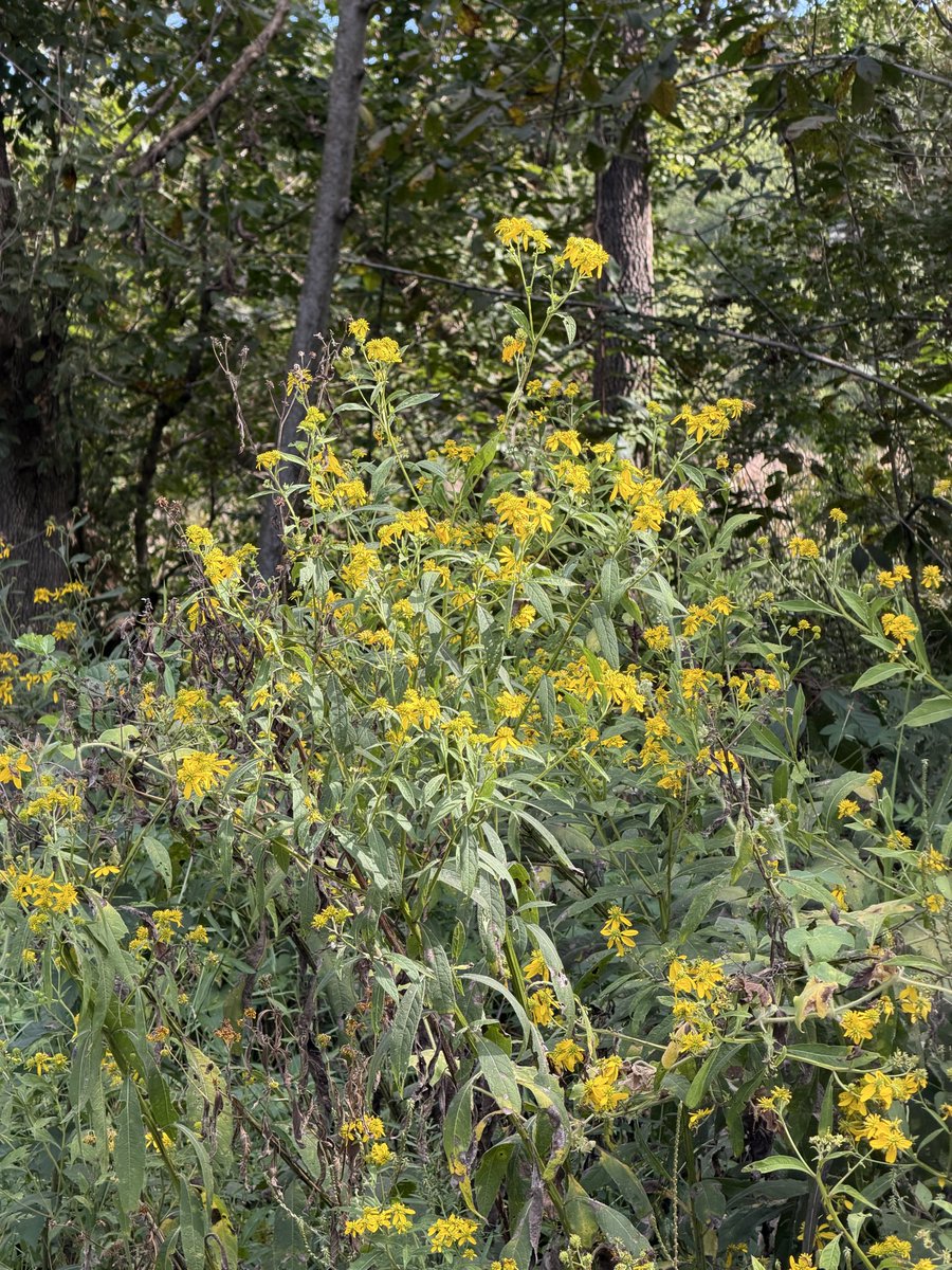 SievekingGarrod's tweet photo. Some flowers from our nature walk today!  #HayswoodNatureReserve #soIN #Indiana #Nature #Flowers https://t.co/zBu9nJ0R9I