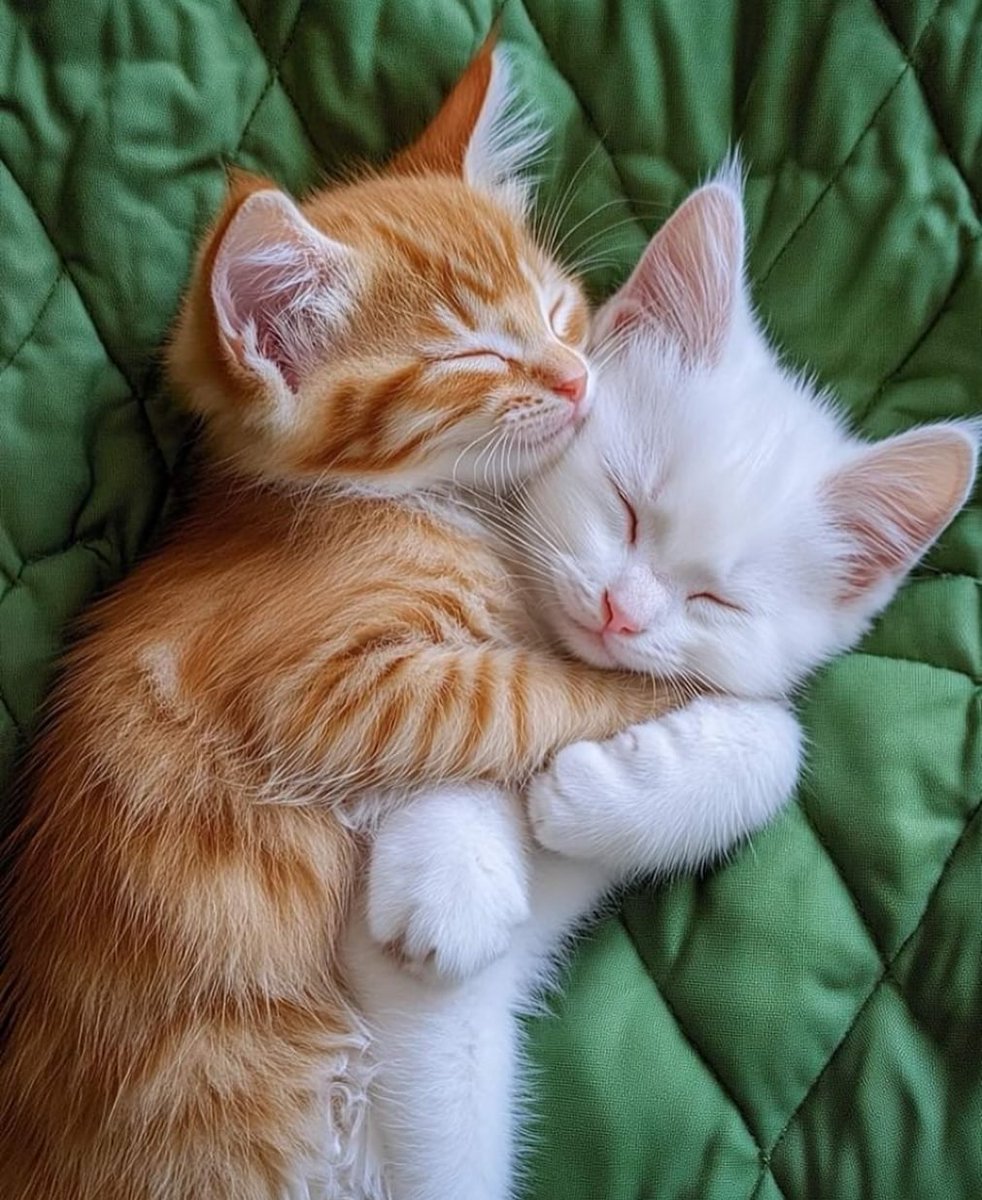 yuad127's tweet photo. ⁦@BarbaraDonato17⁩ 
Good evening sweetie Barbara chan 🙋‍♀️
Good night 
Sleep tight and sweet dreams 
See you tomorrow Tuesday 💕🚶‍♀️🐈🐈🐈💤💤✨✨ https://t.co/QNyXkUP7bE