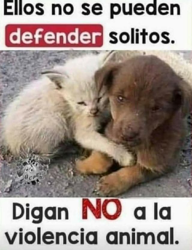 ManuSaenzVolvio's tweet photo. No al maltrato animal!
Ellos merece amor, cuidados y protección! https://t.co/pAtUIk11o5