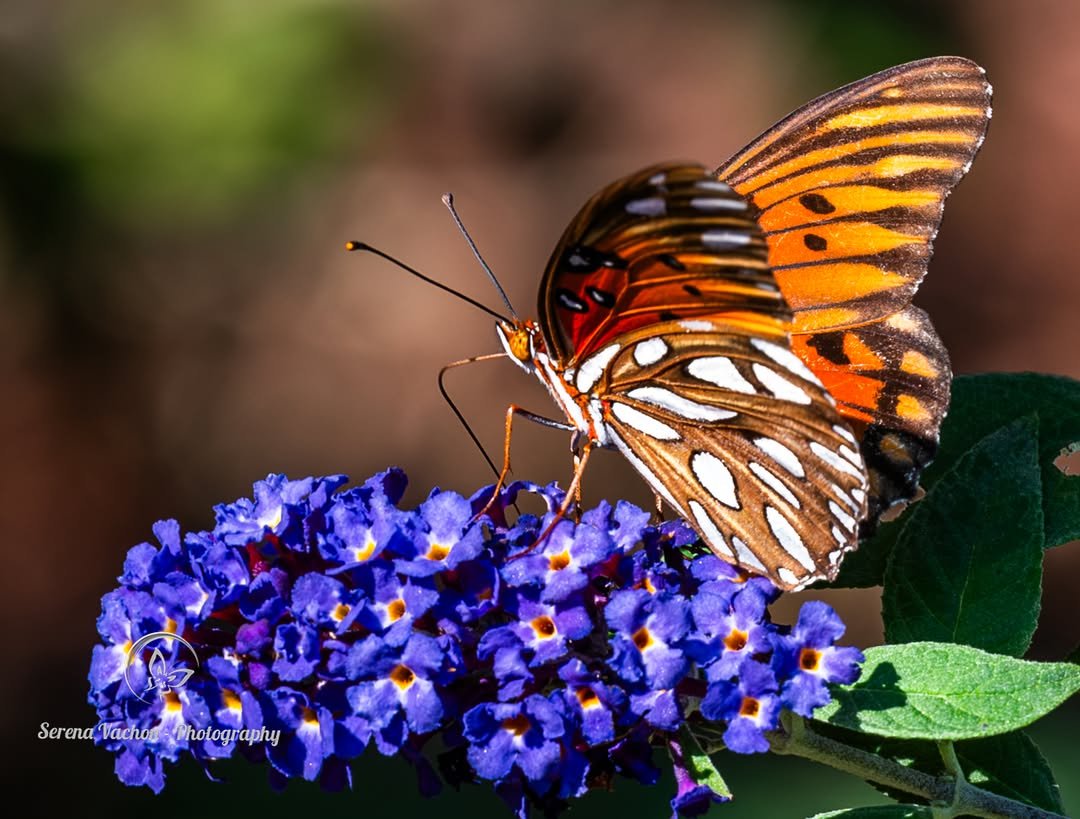 SerenaVachon's tweet photo. Sunshine on a gulf fritillary #butterfly # #butterfly_n_flower #nature #NaturePhotography #naturelovers https://t.co/sqYw8xgGsb