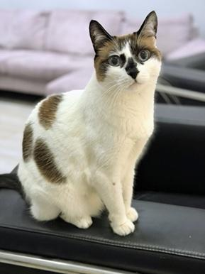 sachikoko's tweet photo. 👉🏽SENIOR ALERT🙏🏽PLZ SHARE
🌷Sweet 12YO #Senior Snowshoe #Siamese Mix Kitty "MISS LIZZIE"🌷
😿💔Her Family Moved Out Of The Country
📣Needs A New, Loving #FureverHome🏡
▶️https://t.co/LMuODovTS6
🙏🏽#AdoptDontShop
#SanFrancisco, #CA #BayArea
@givemesheltersf #RehomeHour #US #Cats https://t.co/PqU2jKQjfs