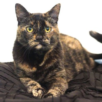 sachikoko's tweet photo. 👉🏽SENIOR ALERT🙏🏾PLZ SHARE
💘Sweet 11YO #Senior #Tortie Kitty CECE💘
📢Needs A Calm🏡#FureverHome🏡As Your 1 &amp; Only🐈
▶️https://t.co/CZvirEm1SC
🙏🏽 #AdoptDontShop #AdoptASeniorCat
#Oakland, #CA #SF #BayArea #NorCal
▶️https://t.co/FCtnqRcx23
✅Teens✅Adults #RehomeHour #US #CATS https://t.co/trax9oTCrp
