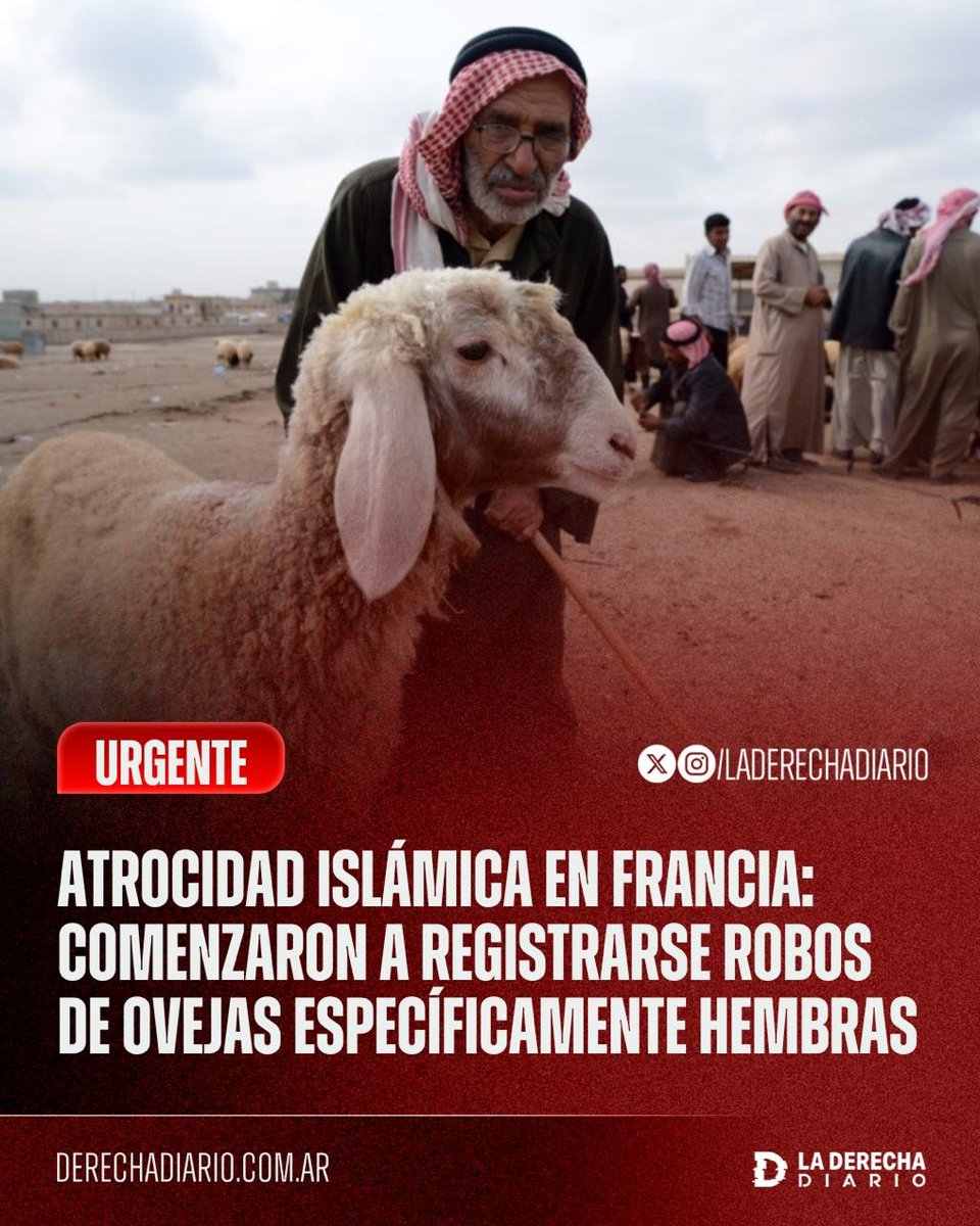 laderechadiario's tweet photo. 🚨🇫🇷 | URGENTE — ATROCIDAD ISLÁMICA EN FRANCIA: Comenzaron a registrarse múltiples robos de ovejas específicamente hembras, mientras sectores de la derecha francesa denuncian que los responsables serían musulmanes que las roban para abusar sexualmente de ellas, ante el silencio de los grandes medios frente a este salvajismo que ya acumula varios casos.