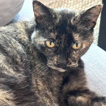 sachikoko's tweet photo. 👉🏽SENIOR ALERT🙏🏾PLZ SHARE
💘Sweet 11YO #Senior #Tortie Kitty CECE💘
📢Needs A Calm🏡#FureverHome🏡As Your 1 &amp; Only🐈
▶️https://t.co/CZvirEm1SC
🙏🏽 #AdoptDontShop #AdoptASeniorCat
#Oakland, #CA #SF #BayArea #NorCal
▶️https://t.co/FCtnqRcx23
✅Teens✅Adults #RehomeHour #US #CATS https://t.co/trax9oTCrp