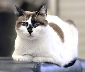 sachikoko's tweet photo. 👉🏽SENIOR ALERT🙏🏽PLZ SHARE
🌷Sweet 12YO #Senior Snowshoe #Siamese Mix Kitty "MISS LIZZIE"🌷
😿💔Her Family Moved Out Of The Country
📣Needs A New, Loving #FureverHome🏡
▶️https://t.co/LMuODovTS6
🙏🏽#AdoptDontShop
#SanFrancisco, #CA #BayArea
@givemesheltersf #RehomeHour #US #Cats https://t.co/PqU2jKQjfs