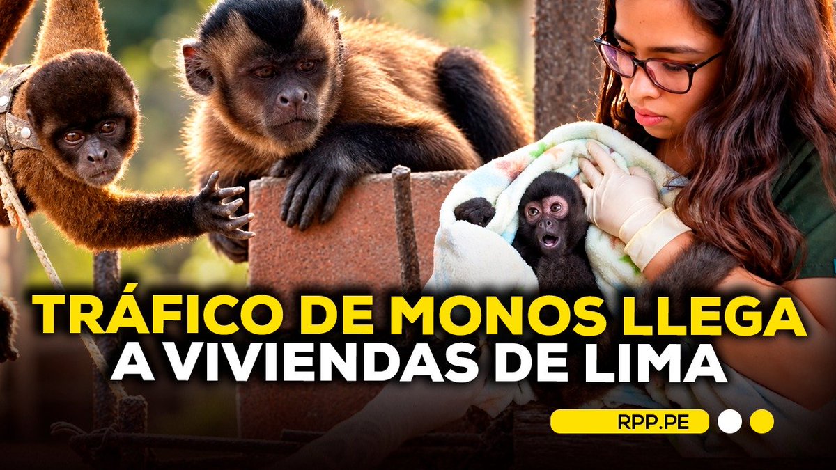 RPPNoticias's tweet photo. 🐒 ¡No son mascotas! En lo que va del año, 66 monos han sido recuperados en Lima en casos vinculados al tráfico ilegal de fauna silvestre. Serfor advierte que muchos llegan a viviendas tras ser ofrecidos por redes sociales y grupos de mensajería. Detrás de esta práctica hay maltrato, riesgo de enfermedades y un delito que puede ser sancionado. Además, por cada primate que llega al mercado ilegal, otros pueden morir durante la captura y traslado.

👉https://t.co/y3tPMhc65H
#ENCENDIDOSRPP