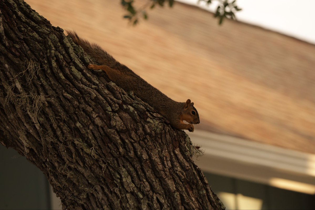 collincox_'s tweet photo. Today’s theme……….squirrels https://t.co/FcgXi9PmSs