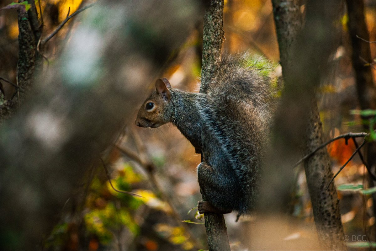 collincox_'s tweet photo. Today’s theme……….squirrels https://t.co/FcgXi9PmSs