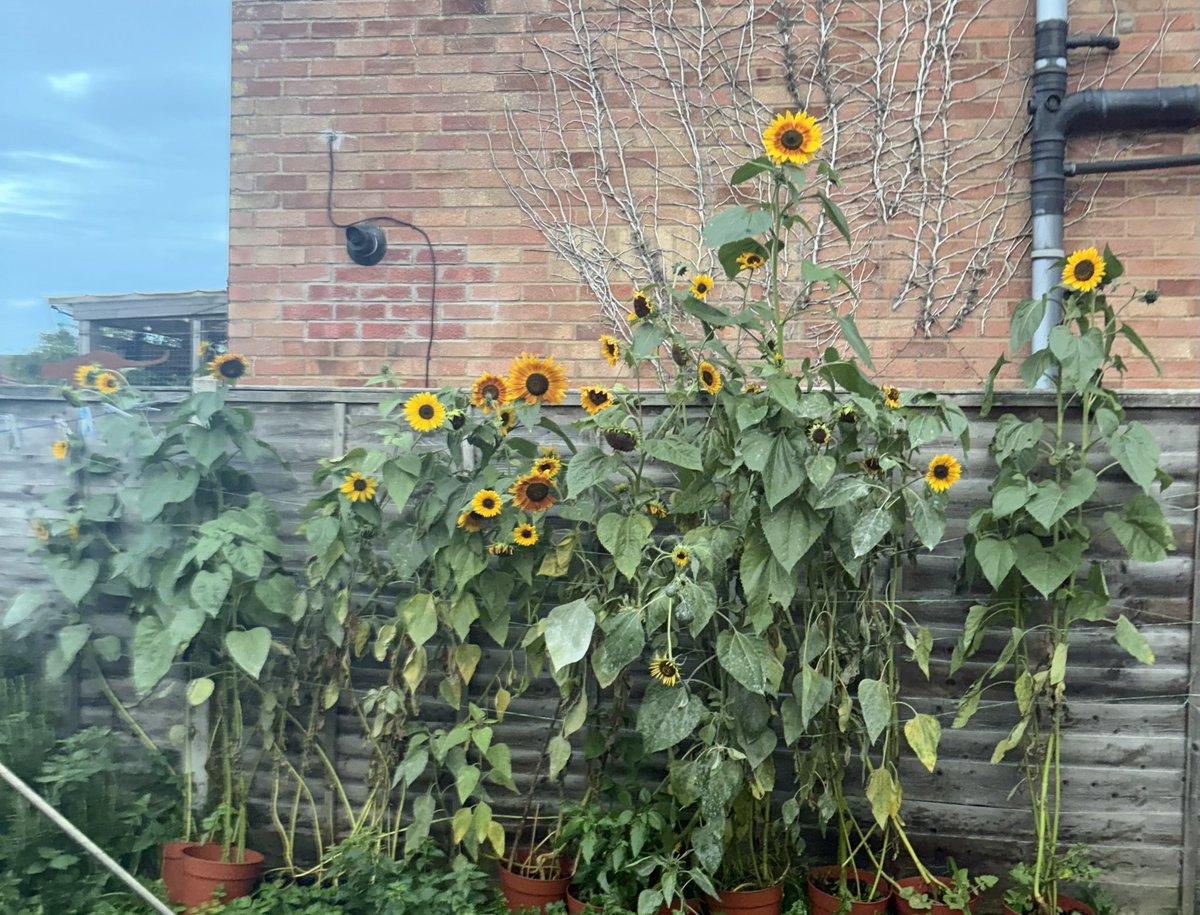 _evolution328's tweet photo. I think we can call operation Sunflower a success this year https://t.co/ii4Wcu6L5w