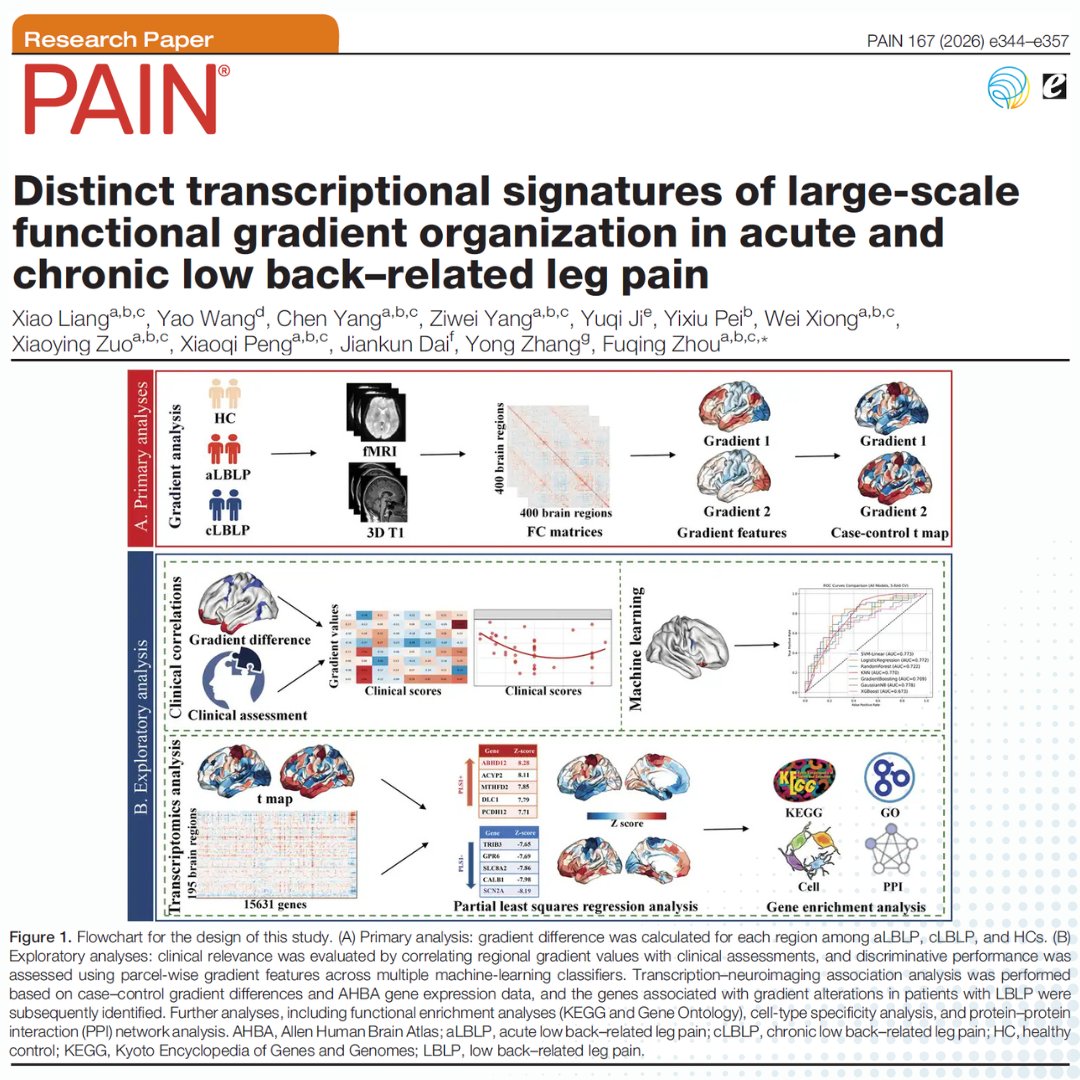 PAINthejournal's tweet photo. Liang et al. find that acute radicular pain disrupts hierarchical processing linked to energy metabolism dysregulation, whereas chronic pain involves affective-attentional reorganization linked to synaptic plasticity. Learn more in #PAIN https://t.co/ZQohtHADbx https://t.co/lSLt6ds0kZ