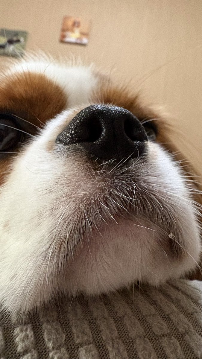 olive_cavalier's tweet photo. 天、人の上に犬を造っていただいてありがとうございます！！！！！ https://t.co/ELLmFzTvsi