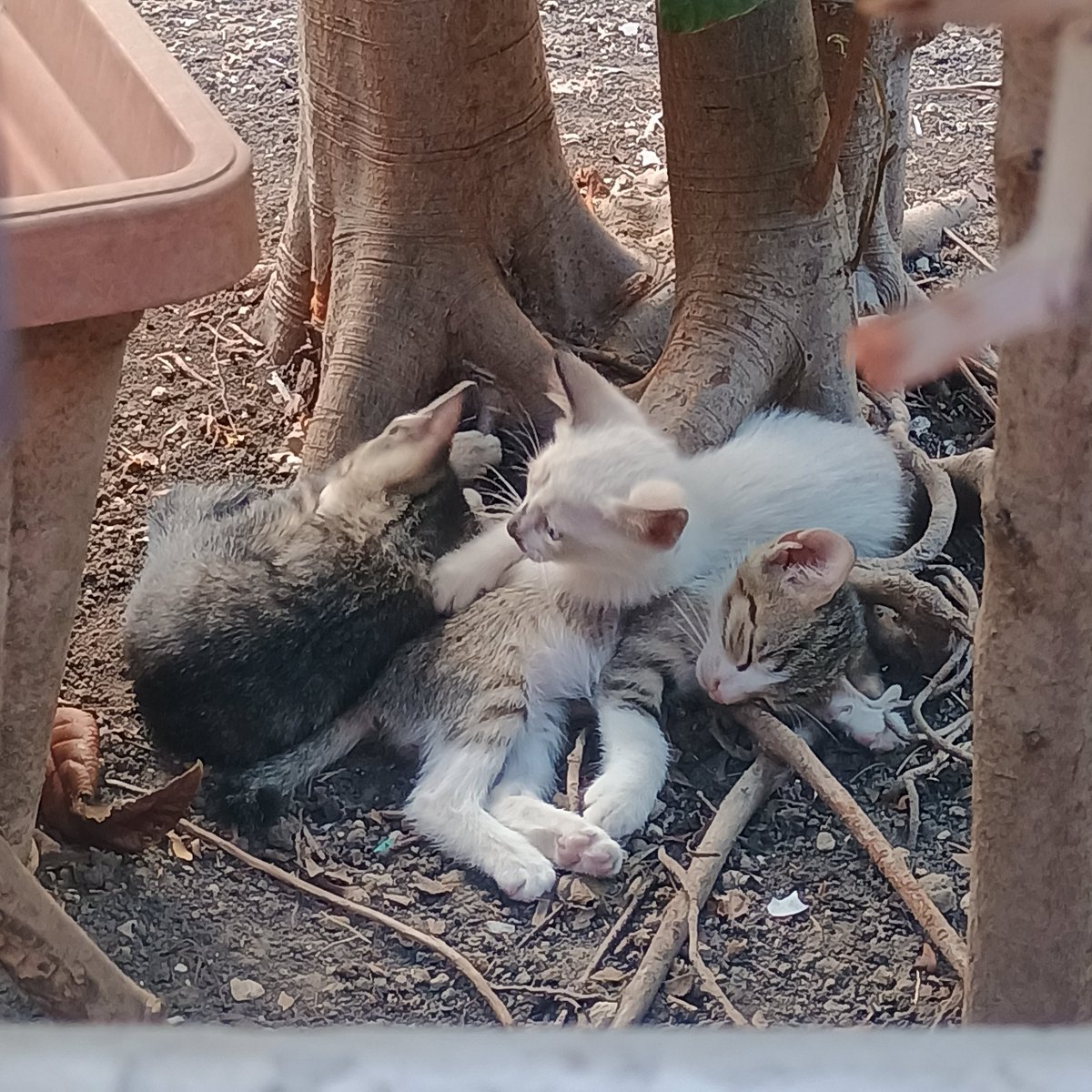 InMonsterland's tweet photo. Un mese, in cerca di casa. Sono cinque o sei, in inverno saranno ancora piccoli quindi vorrei sistemarli con urgenza, per favore aiutiamoli, adottate, condividete. Grazie 🤍🌿 https://t.co/vkWmHQ48Id