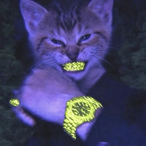 Demuretrades_'s tweet photo. @RHDaily__ $TYGR looks good here 

0x69984Ad3322300039f2855f81C44Dbc532EFe744 https://t.co/I3XCjNkVX7