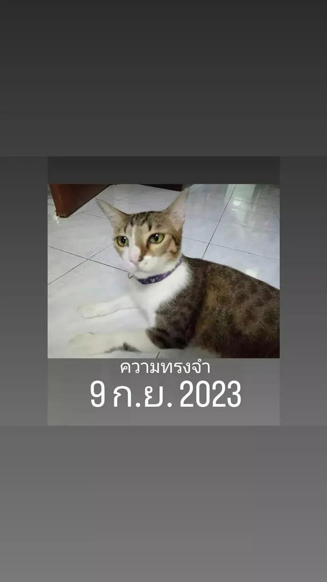 RidthirodKom85's tweet photo. ภาพต้าวแมวเก่าๆ https://t.co/LdchhcEoMQ