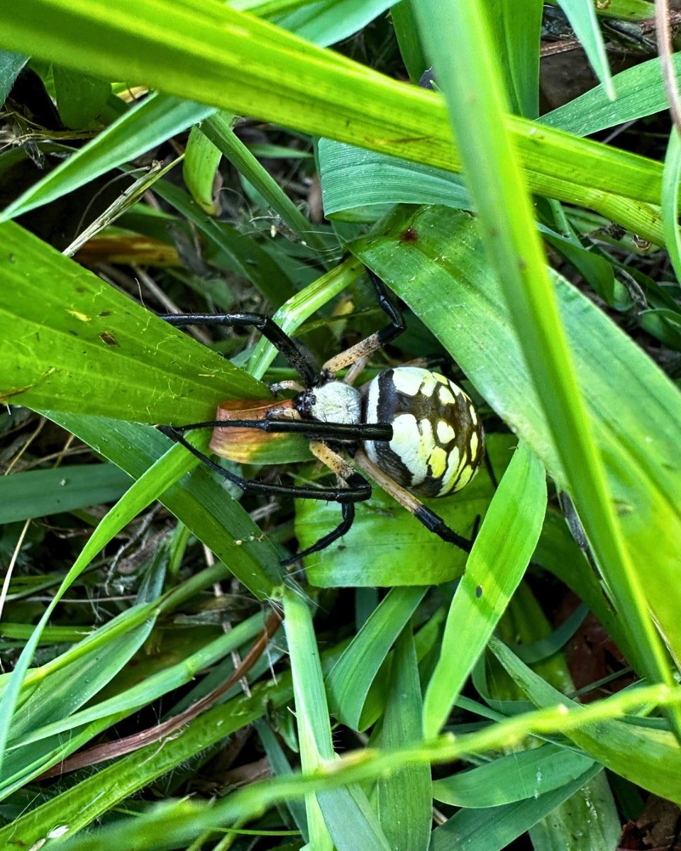 FoxhoundBeeCo's tweet photo. LOOK 👀 Amy spotted this Yellow Garden Spider at one of her hives. (And no, she did not kill it.)
Beekeepers, what other insects, critters, or wildlife have you found hanging around your hives? Drop a photo or tell us about it below!
#foxhoundbeeco #spider #insect #beehive #bee https://t.co/KimesoOPpN