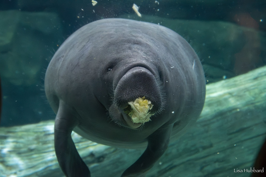 CincinnatiZoo's tweet photo. Happy International Manatee Day! The Cincinnati Zoo is proud to be a part of the Manatee Rescue &amp; Rehabilitation Partnership. We are a second stage rehab center for rescued manatees who need to get big &amp; strong enough to be released back to their native Florida waters! https://t.co/SzmNOKk34C