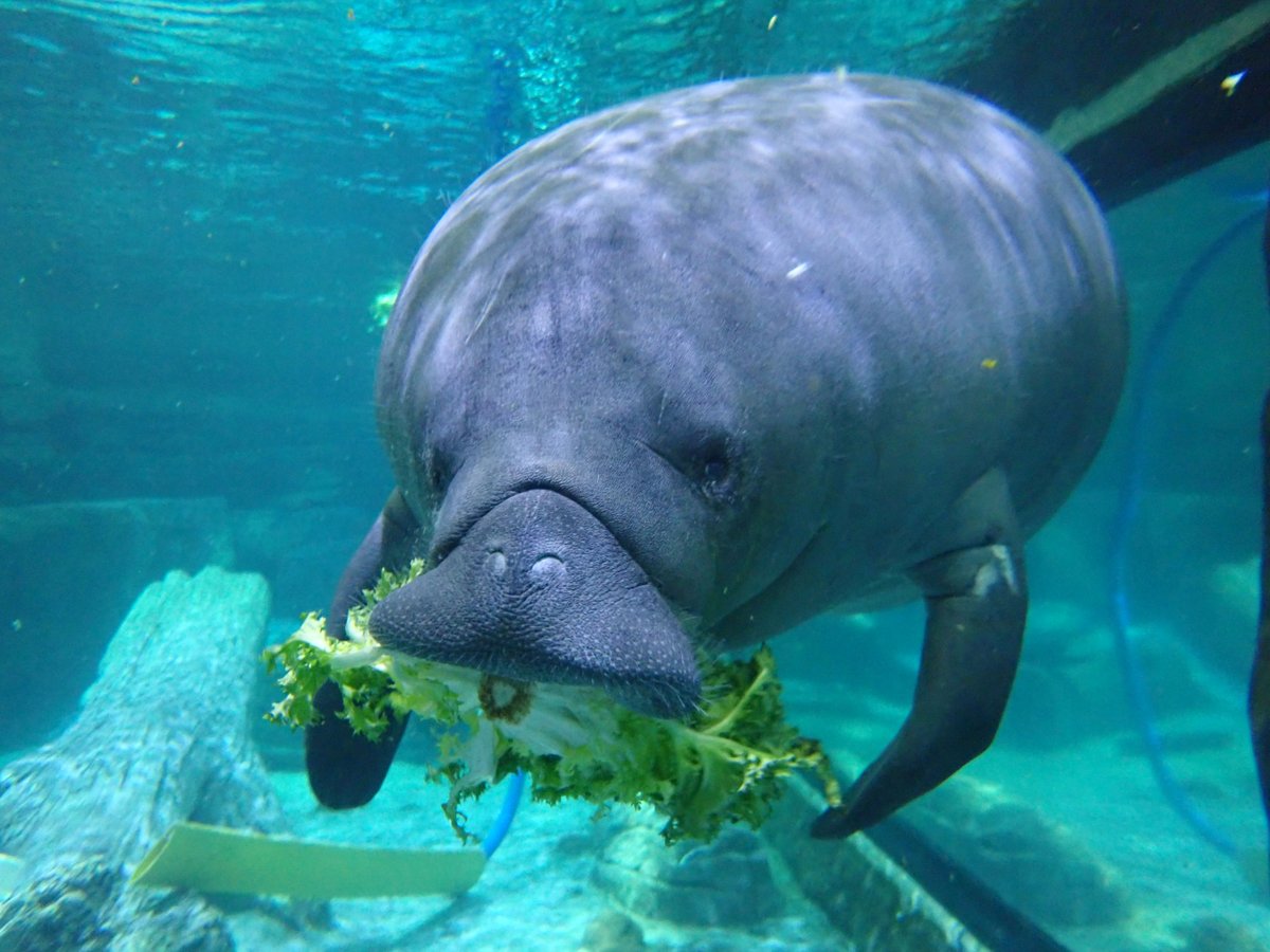 CincinnatiZoo's tweet photo. Happy International Manatee Day! The Cincinnati Zoo is proud to be a part of the Manatee Rescue &amp; Rehabilitation Partnership. We are a second stage rehab center for rescued manatees who need to get big &amp; strong enough to be released back to their native Florida waters! https://t.co/SzmNOKk34C