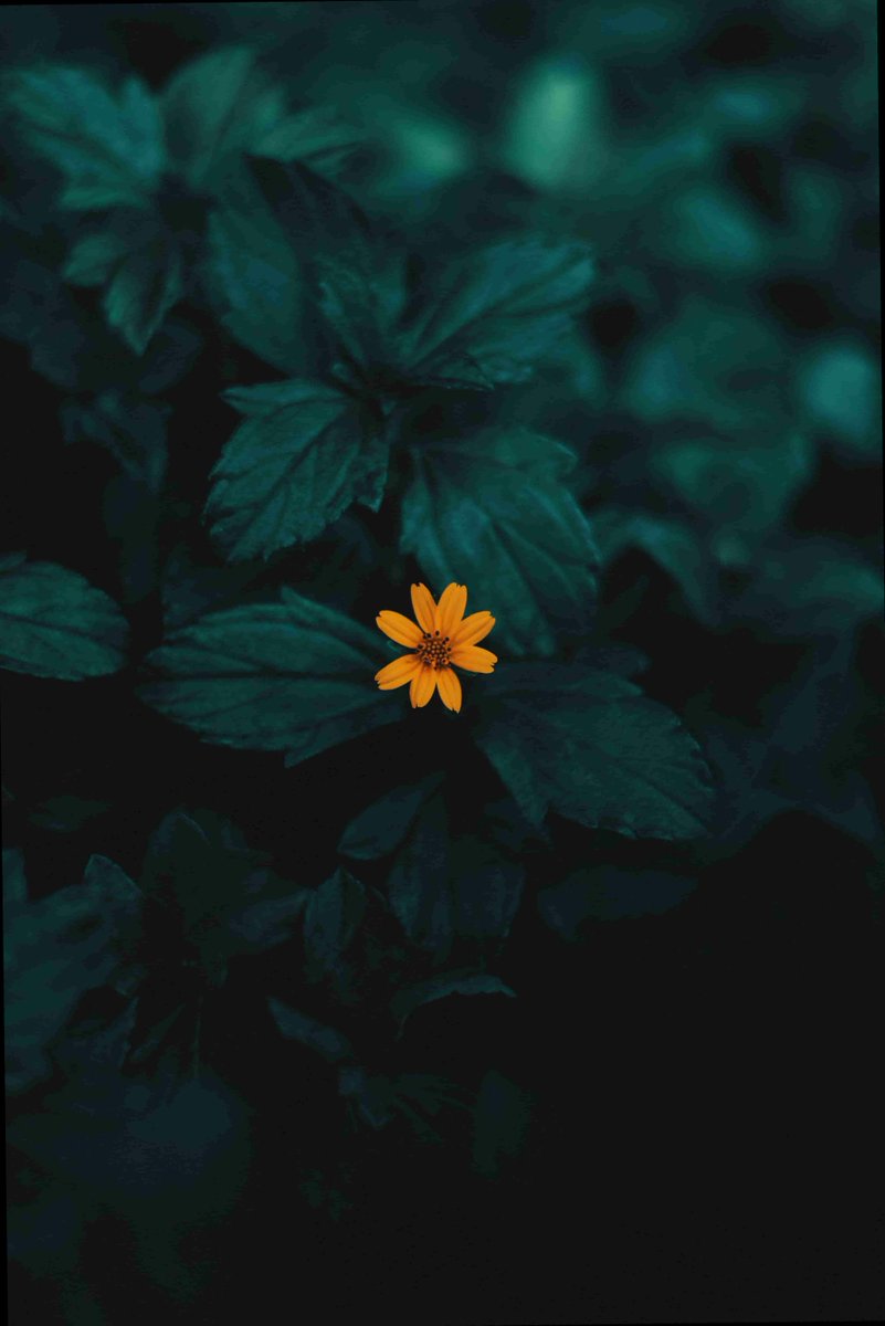 BarbaraHilaw's tweet photo. 🎍🚘
Life lately: I called a friend. I'll count that as progress. https://t.co/ESu3KNoJRA