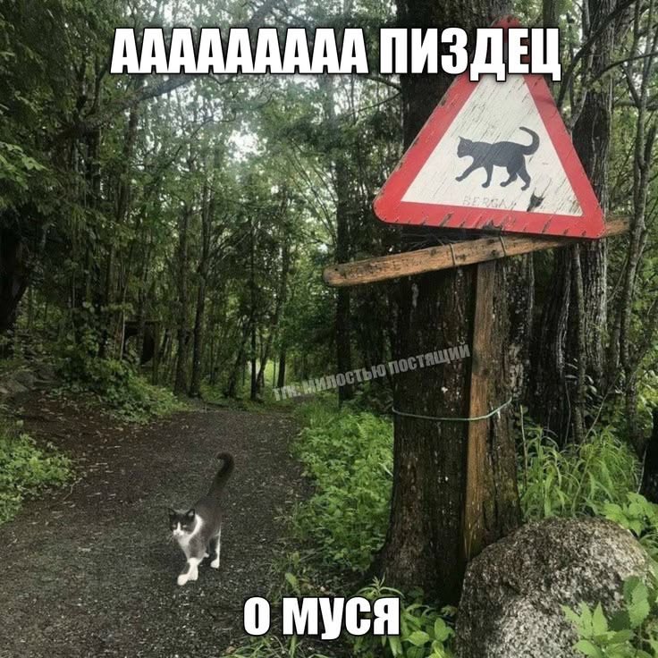linsh5r's tweet photo. срочно закиньте в комменты какие нибудь свои любимые мемчики или картинки с надписями всякими. не важно про что, хоть веселое, хоть грустное. я люблю эти картинки https://t.co/tTSW6cgeNw
