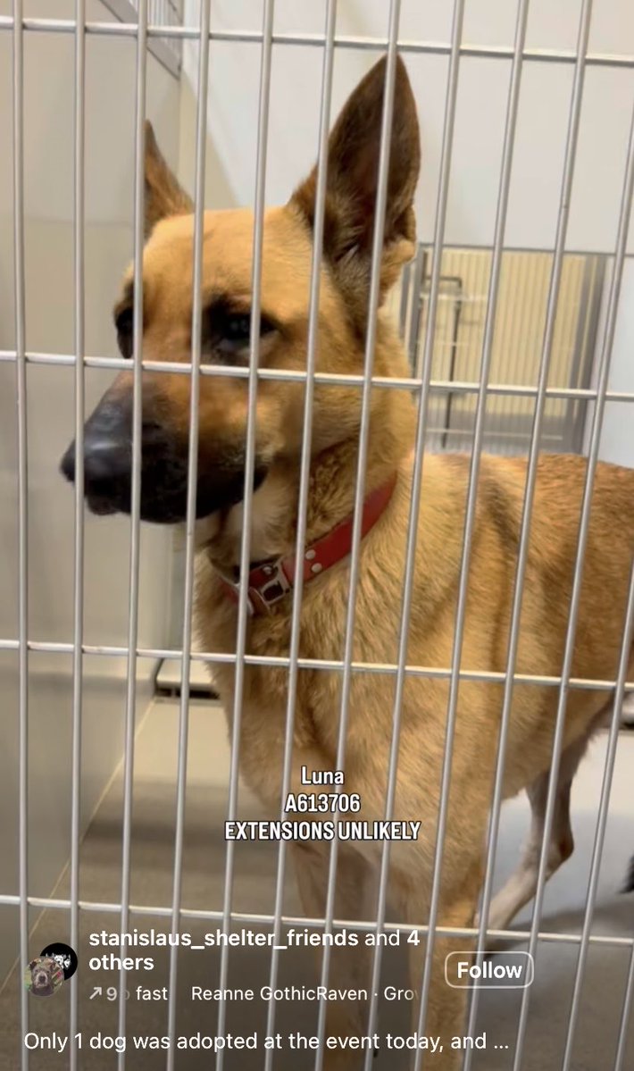 luv2laugh12's tweet photo. Please can anyone save Luna?🙏🆘
She’s in grave danger at SASA in Modesto, CA…set for 💉on Wednesday 9/9 at 6:30 a.m.💔

*Out of state adoption is possible through a rescue! https://t.co/DcwEsZB4M5