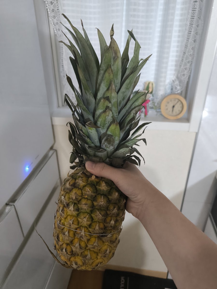 kyudan_spl's tweet photo. 健康的すぎて逆にゲームできない現象

そしてこいつは相棒のパイナップル🍍 https://t.co/cdhFMf3QeJ