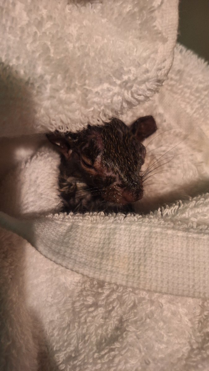 14garuru's tweet photo. Rescate una ardilla, esta durmiendo en mis brazos. Xd :( https://t.co/pHajr9S9SQ