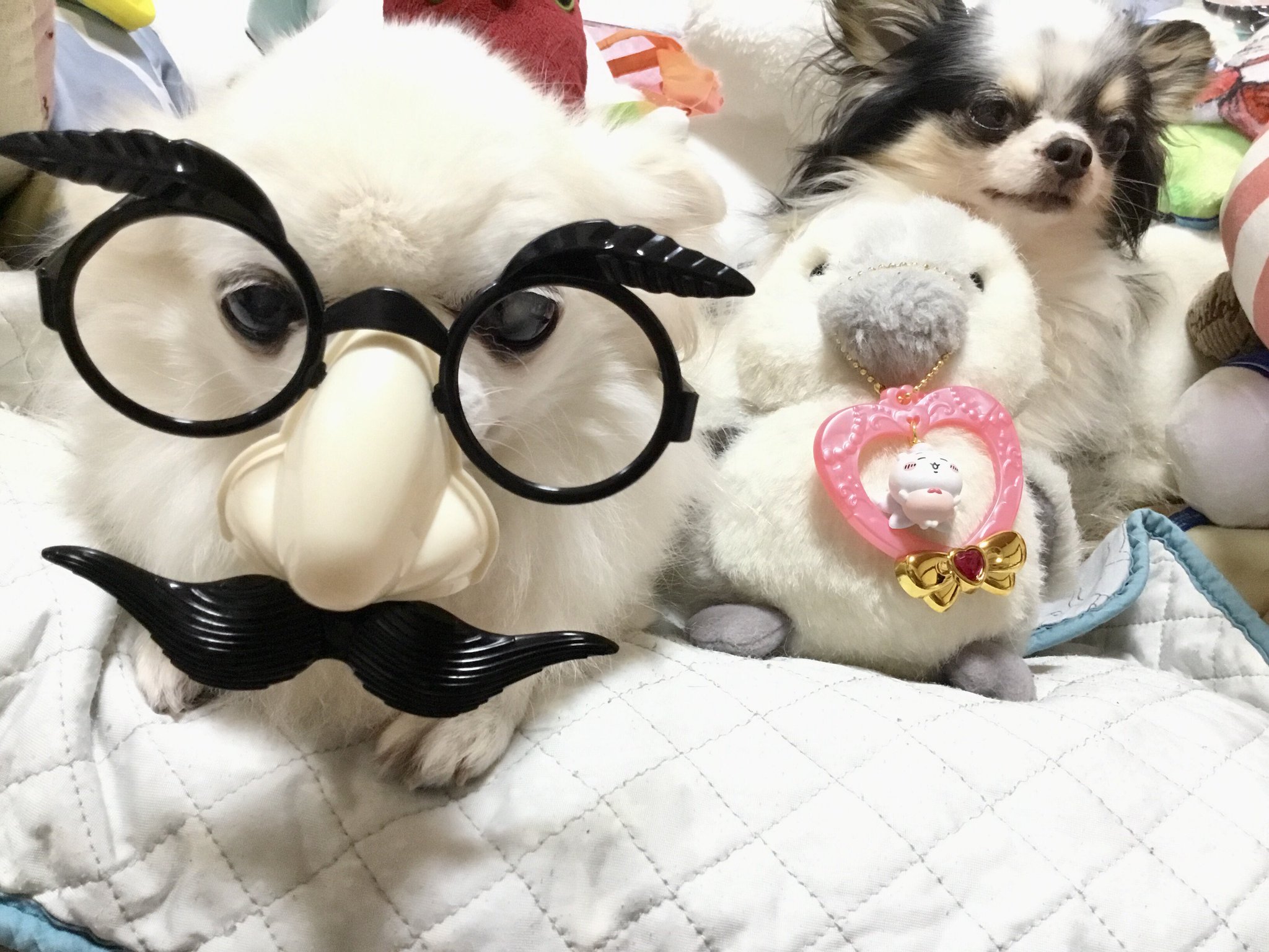 ハンドメイド　チワワちゃんパネル　メガネクリーナ❣️ マキとーる(チワワ) on X: 