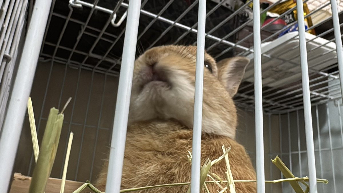coco_usagi37's tweet photo. 今日も可愛い❤️
#ウサギ
#うさぎ https://t.co/HDJqILoIVK