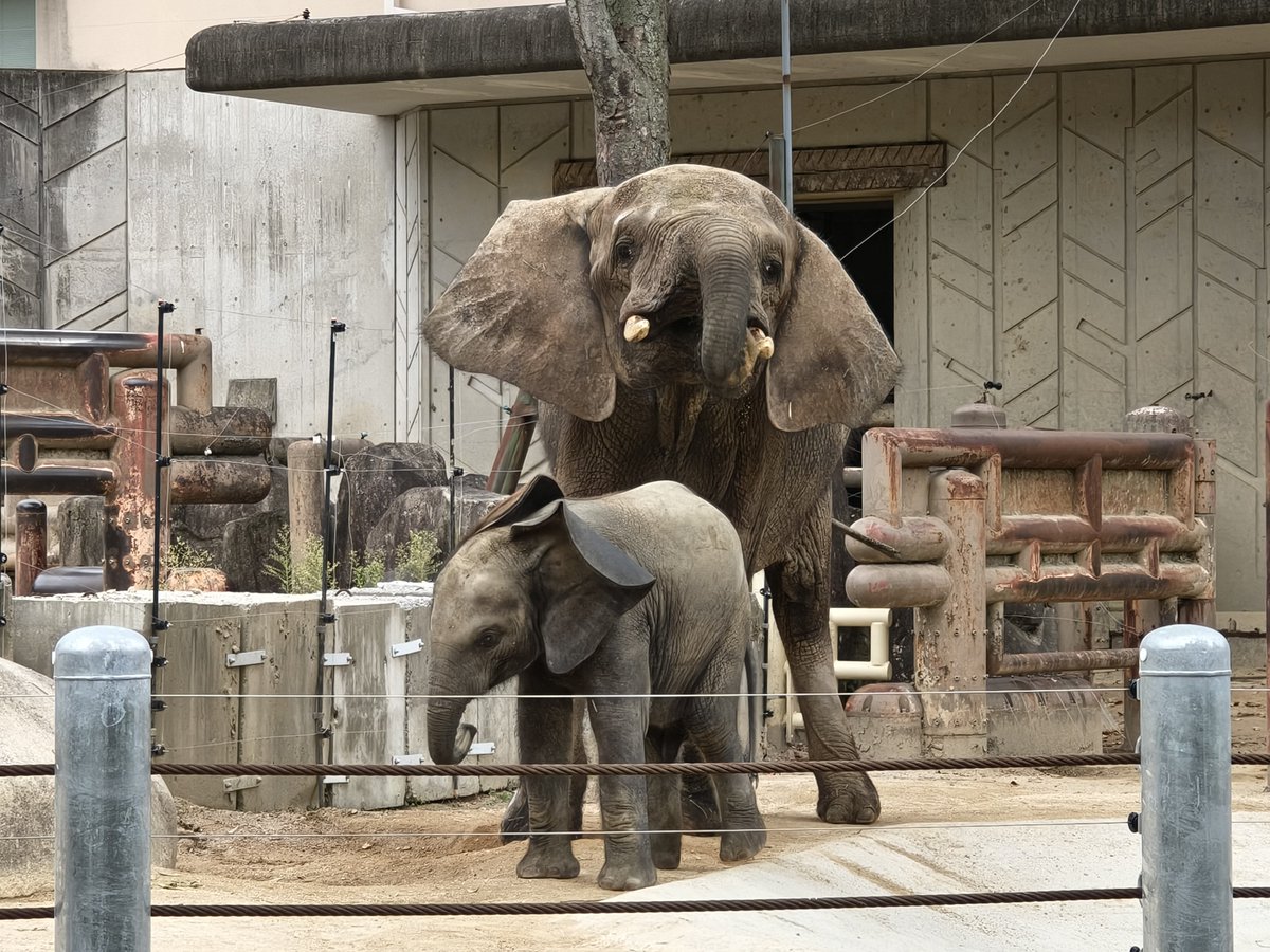 WingmaxA's tweet photo. 昨日、安佐動物公園に行って来ました。
アオ君は随分とやんちゃ坊主化していて、何時までも見ていたい気持ちになります😂
ダイ君、メイちゃん、タカおぢさんもとても元気そうで何より😁
#安佐動物公園 #マルミミゾウ https://t.co/vWRlbtY0WG