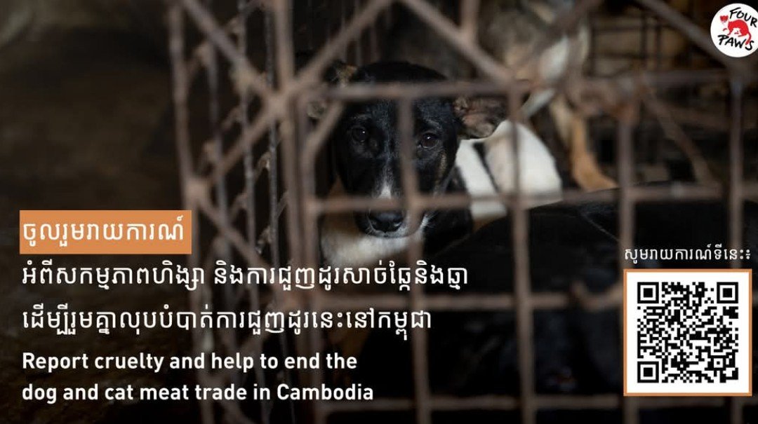 NamiKim_DogsSK's tweet photo. Our support for activists saving dogs and cats from the cruel #DogCatMeatTrade in #Cambodia 🇰🇭
Sharing from Four Paws International .@fourpawsint
➡️https://t.co/WvuM8HE47H
🐾 A Silent Plea for Help 🐾
"In the shadows of Cambodia, innocent eyes beg for mercy. Every report you make can shine a light on the hidden cruelty of the dog and cat meat trade. Don’t let their silent cries go unheard. 🚨
Act now! Use the link or scan the QR code to report any incidents. Your voice is their hope. Together, we can bring an end to their suffering and drive the change needed to protect our beloved animals. 🌍💔
Please access the link: https://t.co/FJExOTQZhE
*Please note that we cannot act immediately on these reports. If you have an urgent situation, we recommend contacting local law enforcement or local NGOs. "
FOUR PAWS | Cambodia Reporting Tool
#protectmillions #report #dogandcatmeattrade
#EndDogMeatTrade #EndCatMeatTrade