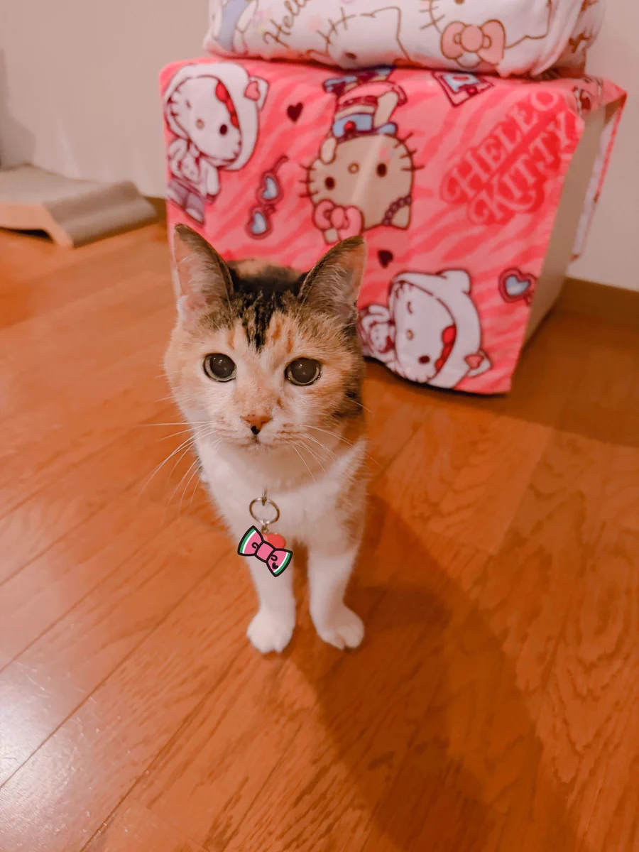 あめちゃん🐱 on X: 