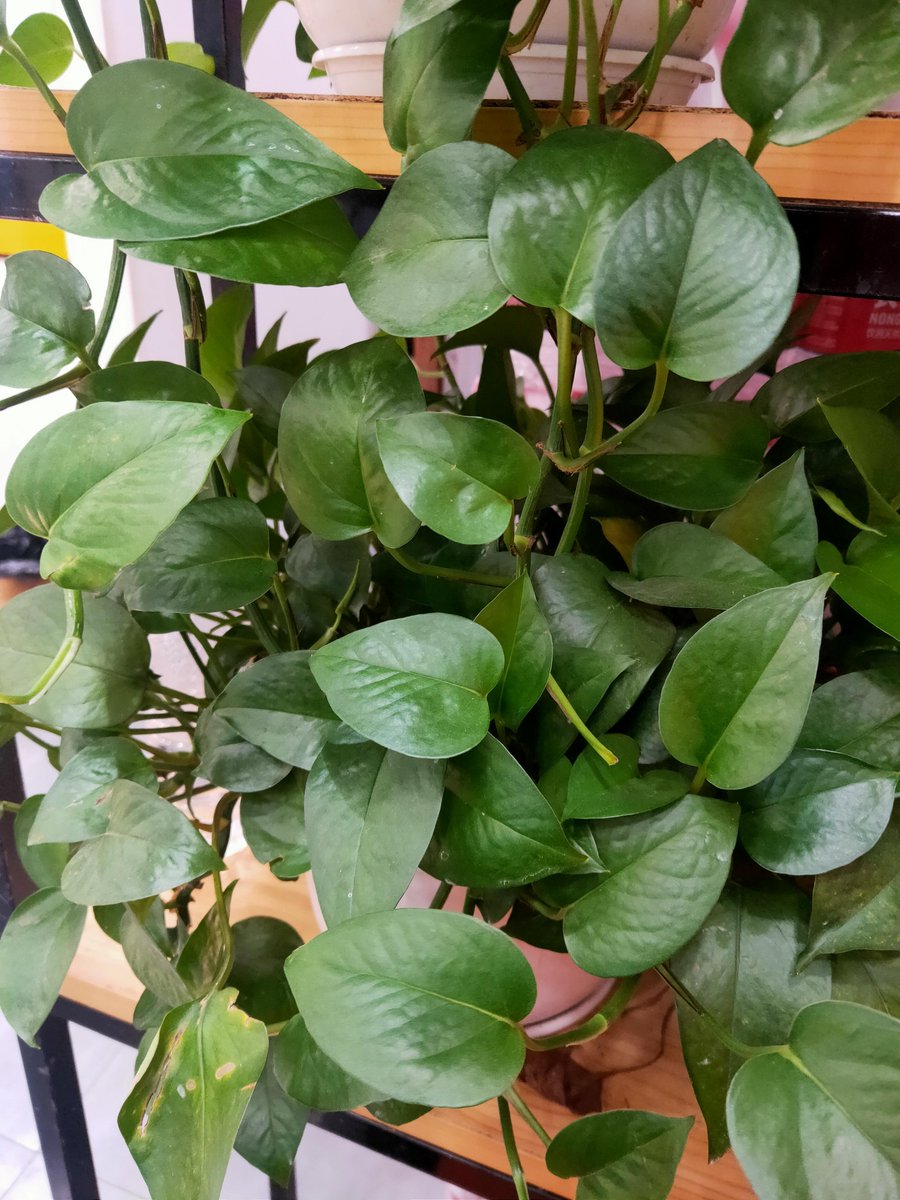 jesseniarodrig8's tweet photo. Pro tip for your pothos: Let the top 2 inches of soil dry out between waterings! It’s tough, low-maintenance, and grows like a charm with bright indirect light. https://t.co/XJfHInVJQU