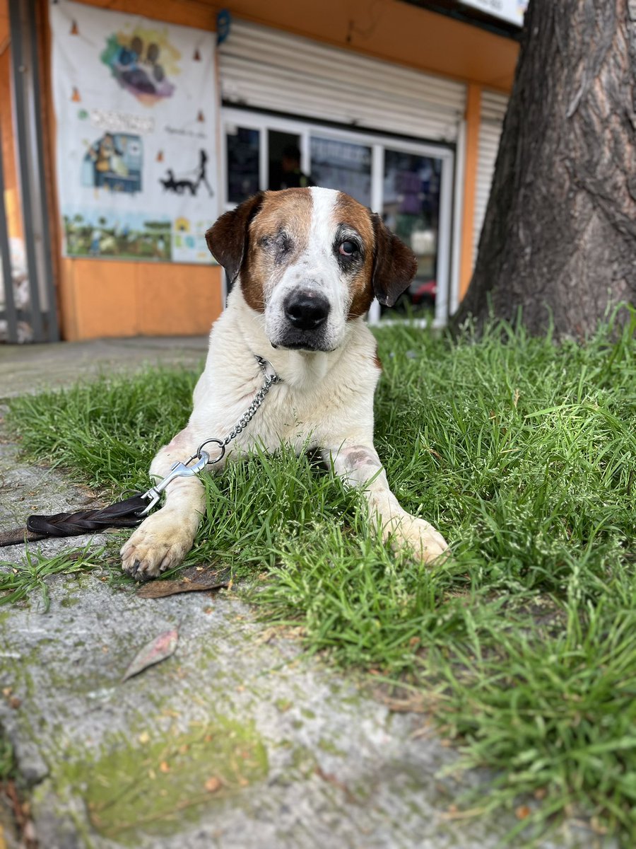 HELA_MORE's tweet photo. ¿19 padrinos de 100 pesos que apoyen a Goyo,Amalia,Maggie y Panchito lata pagar sus fisioterapias de hoy? 🥹 https://t.co/fq6HDYDNmf