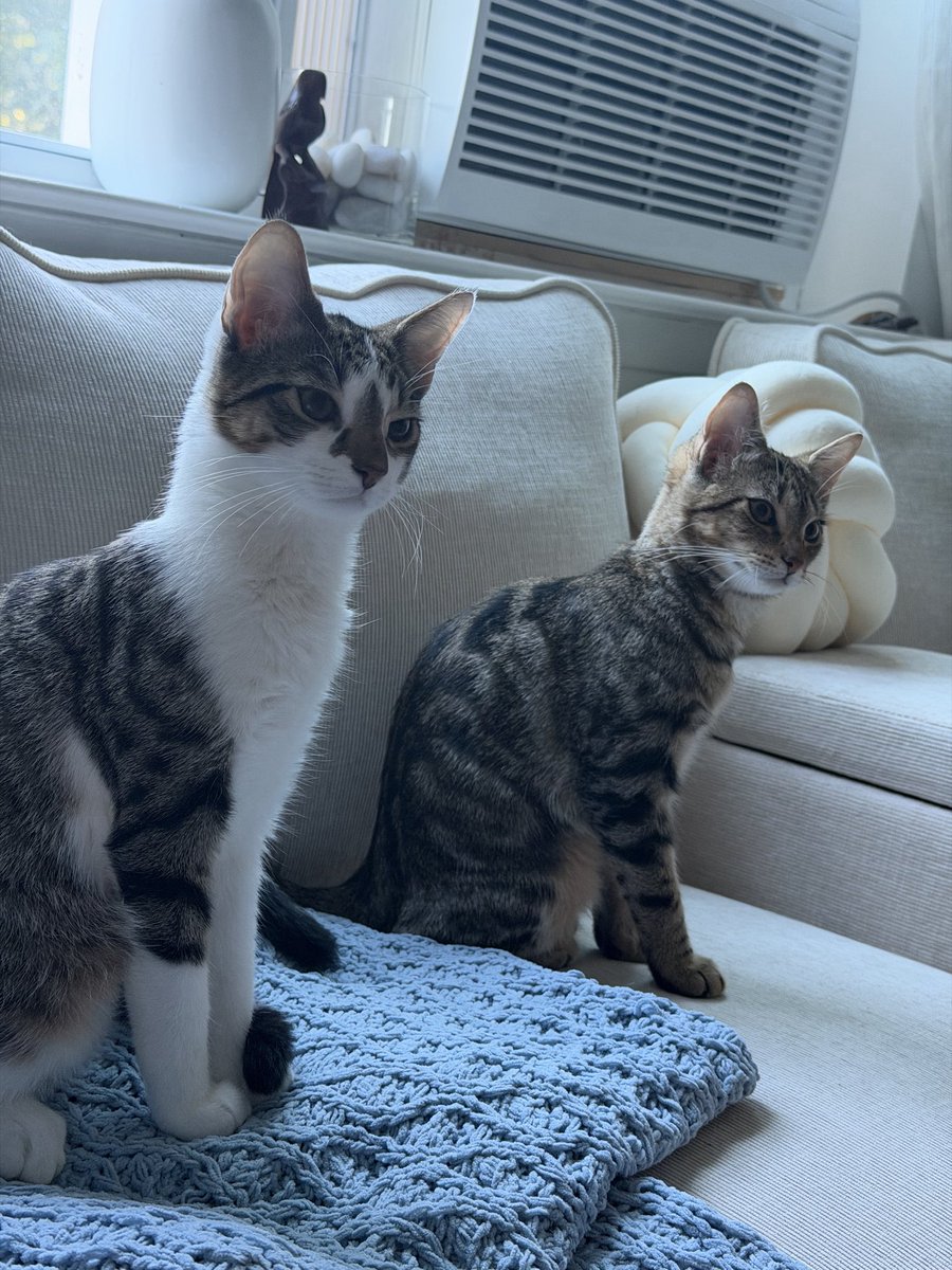 FEROBOT's tweet photo. Ya un mes de tener a Colette &amp; Peter, hoy todos unos muchachones de 5 meses.
Yep, these two are our kids ❤️ https://t.co/uLO7MBcjhd