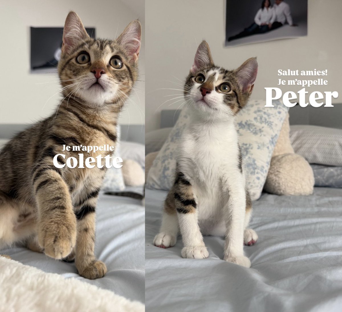 FEROBOT's tweet photo. Ya un mes de tener a Colette &amp; Peter, hoy todos unos muchachones de 5 meses.
Yep, these two are our kids ❤️ https://t.co/uLO7MBcjhd