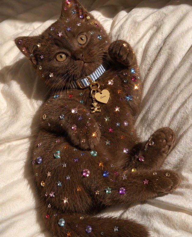 petalesblancs's tweet photo. glittering ✨ https://t.co/J9XuD1UXbm