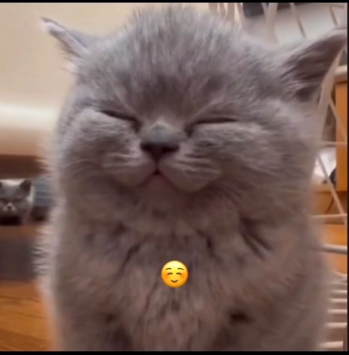 pripzdok's tweet photo. @Tiamatd_b we all know he would like everything with kaveh but never said that https://t.co/irHws4gsMv