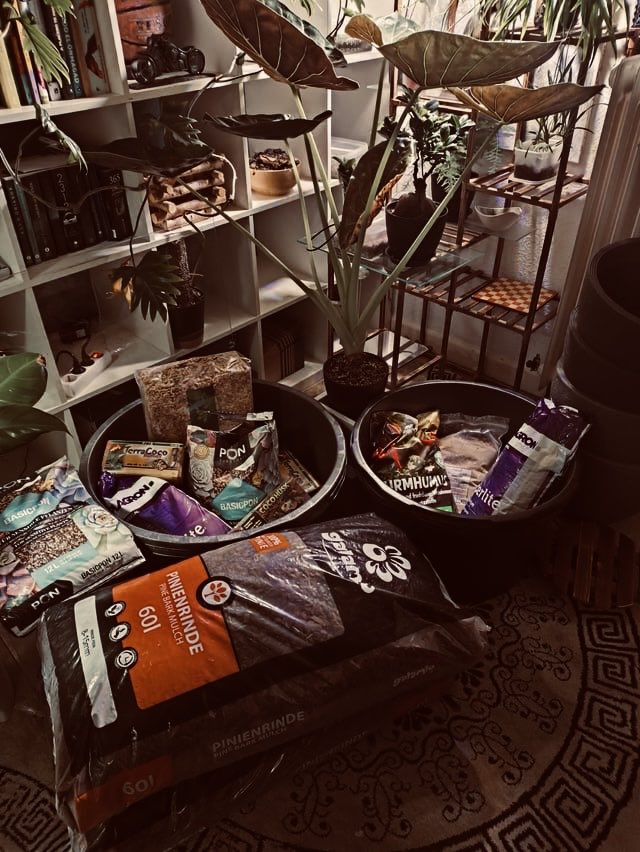 es404020's tweet photo. Day 14 of building Sprout 🌱

I know it’s not quite the right time of year, but I’m replanting a couple of my big fellas .I’m trying a new soil mix this time, so I thought… why not track the whole experiment using Sprout? Build. Test. Grow

#BuildInPublic #OneSignal #shipaton https://t.co/pOa8bhEO6g