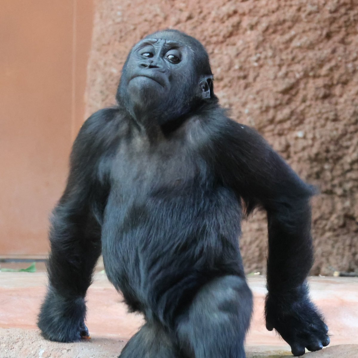 mobigorillafam's tweet photo. That's me watching folks rake in mobillions on @solana
And I'm sooo happy for them...๐ฆ
#mobi #mobigorilla #gorillababy #gorilla $MOBI #mobillions https://t.co/AbUVdkBvZH