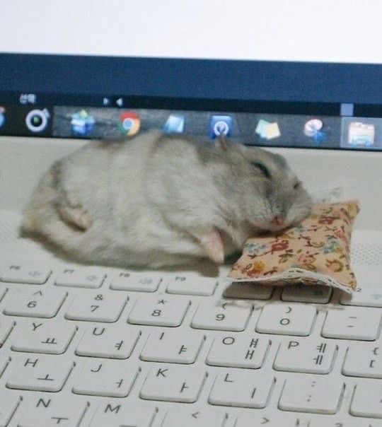 RatInControl's tweet photo. she naps on my laptop because it’s warm https://t.co/ZVAoeokJRG