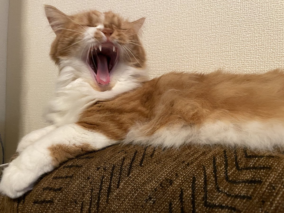 u_w76's tweet photo. おはにゃん

トーニ君のガォーは可愛いんだ

#猫のいる暮らし https://t.co/YH24Jbgrd6