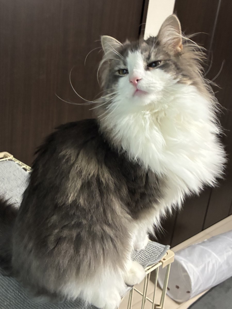 muinn_cat's tweet photo. 目を細めるムイン

おはよう☀今日もいいこ https://t.co/yPY8BhRezv
