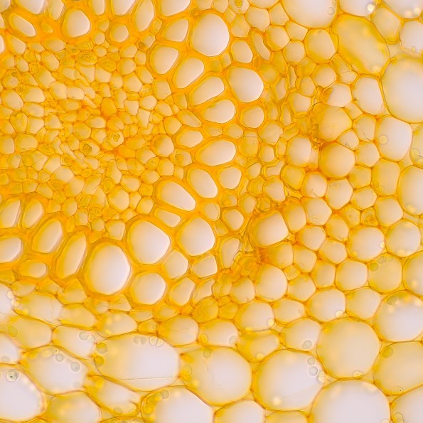 ZEISS_Group's tweet photo. What looks like hundreds of bubbles is convallaria under a microscope. 🌼 

With ZEISS Primostar 3, even familiar things can reveal a completely different side. And sometimes, they look more like work of art than flowers. 

 @zeiss_micro 

#ZEISS #Microscopy https://t.co/oNS44vYdYK
