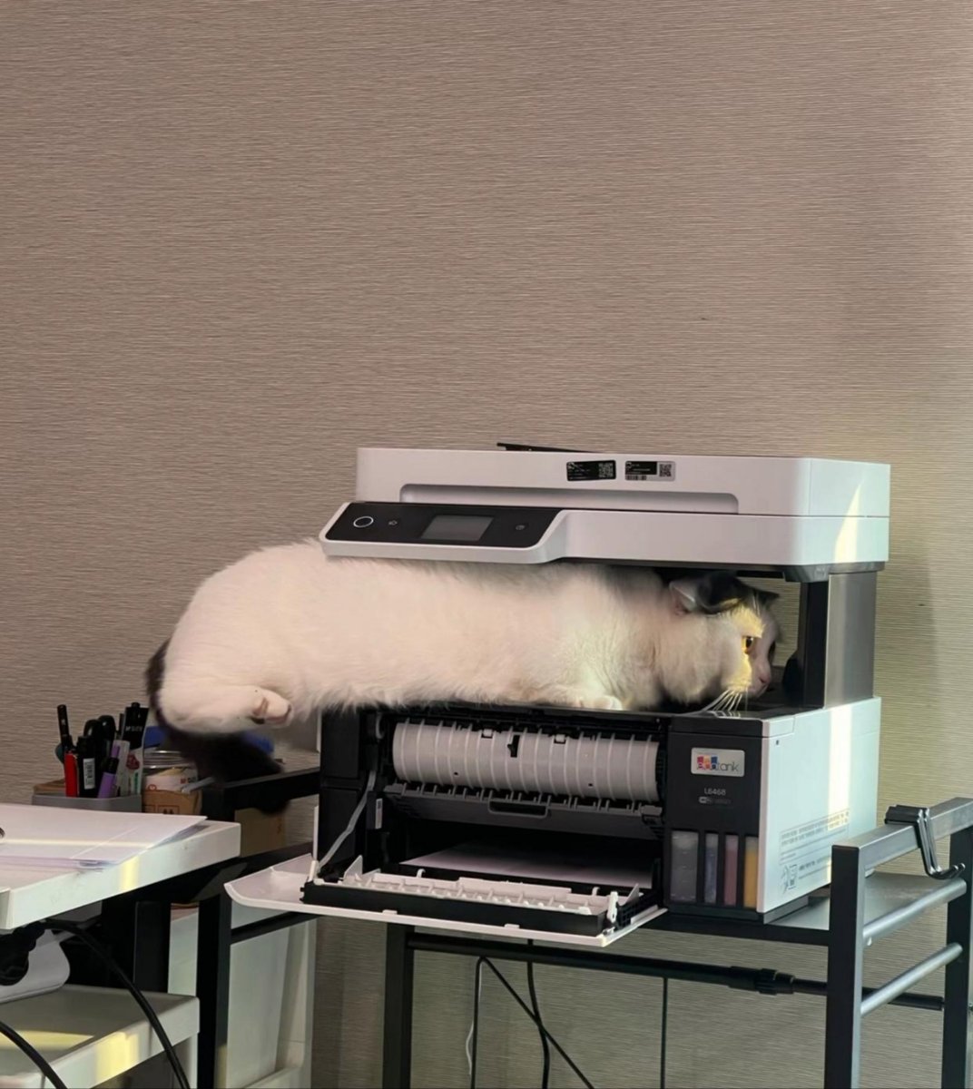 Omarellider23's tweet photo. Just realized the office printer started printing my cat's photos instead of the meeting agenda  Now everyone's got a peek of my office tour guest! https://t.co/Njujp0fQkZ